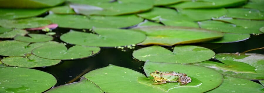frog on a lily pad