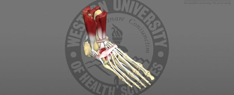 3D model of a skeletal foot