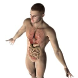 3D male figure with internal organs